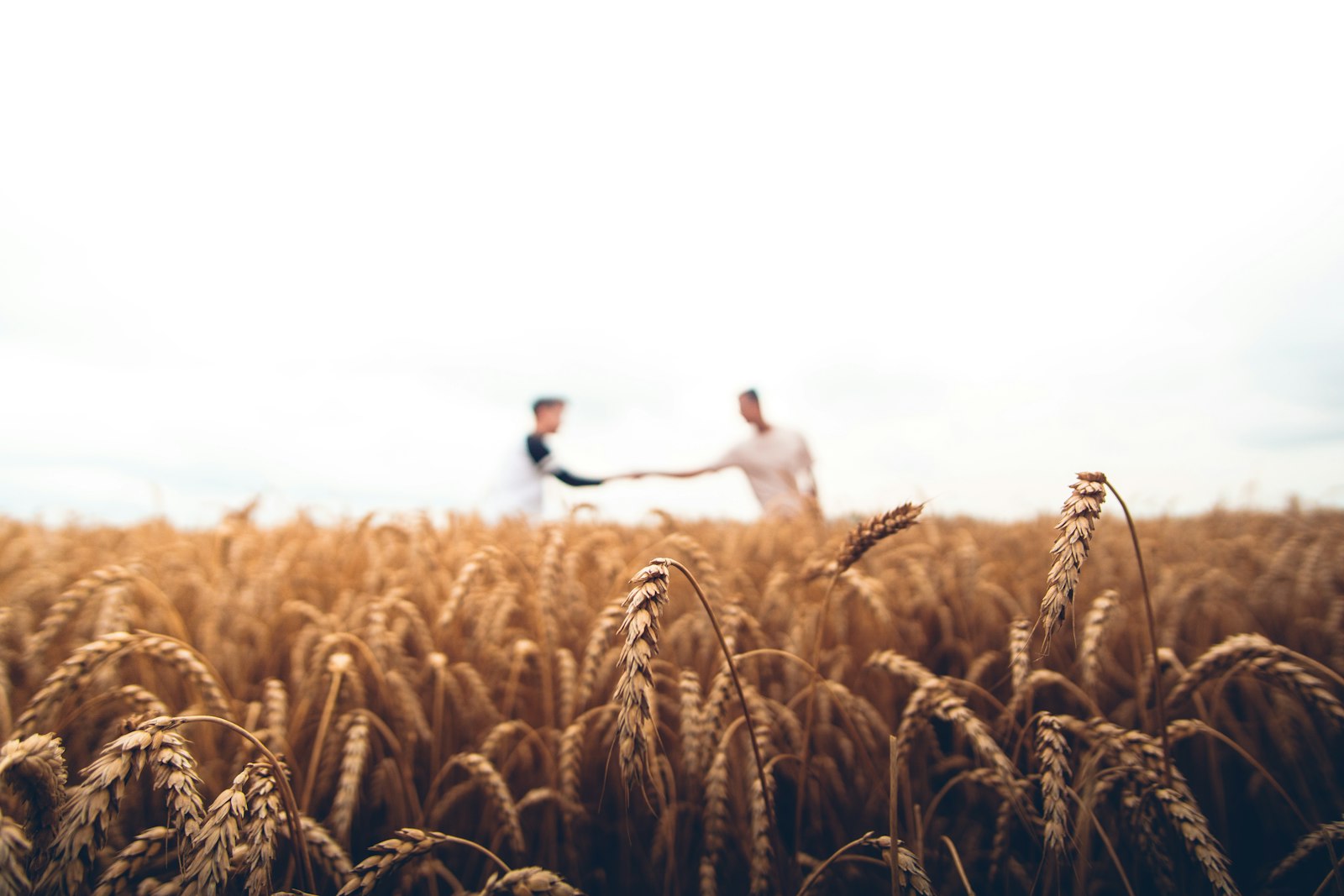 Two people meeting in a ripening wheat field at harvest time